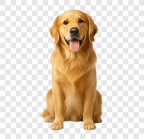 High-quality transparent PNG of a Golden Retriever dog sitting and smiling